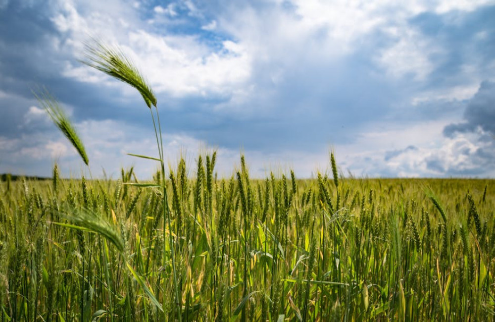 Hoe werken biologische bestrijders?